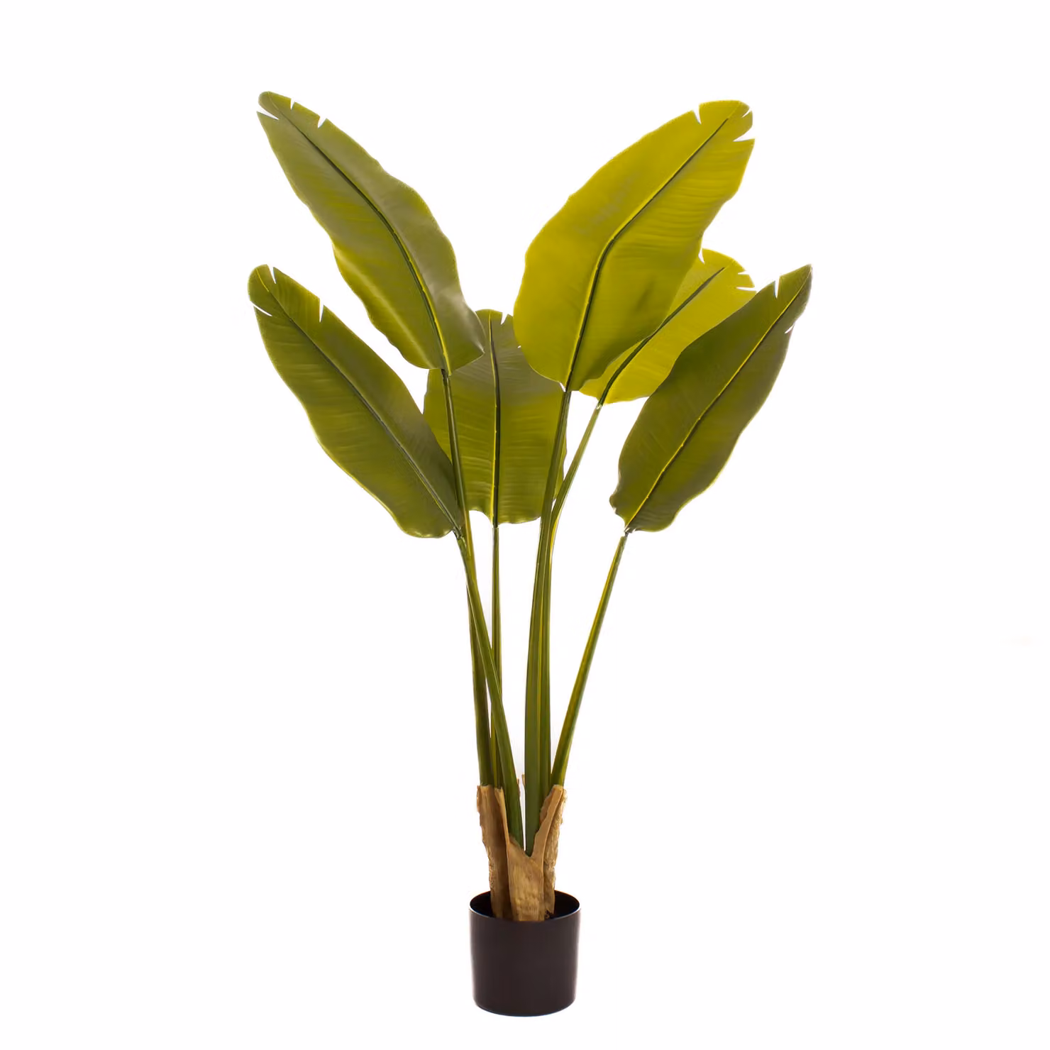 Scottish Everlastings Ltd Real Touch Banana Tree, Green, Height: 120 cm – 3
