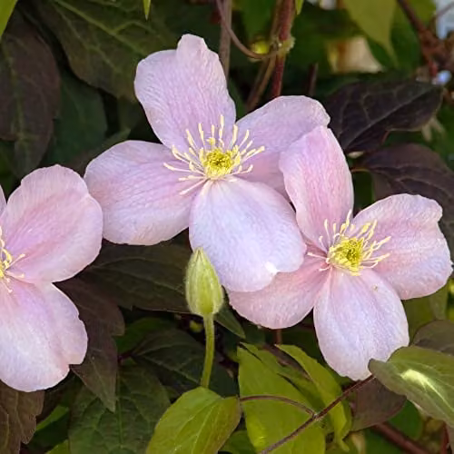 Thompson & Morgan Clematis Montana Mayleen Pink Fragrant Perennial Climber, 2 x 7cm Potted Plants – 7