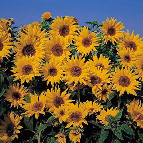 Thompson and Morgan Dwarf Yellow Spray Sunflower Seeds (30 Seeds) – 1