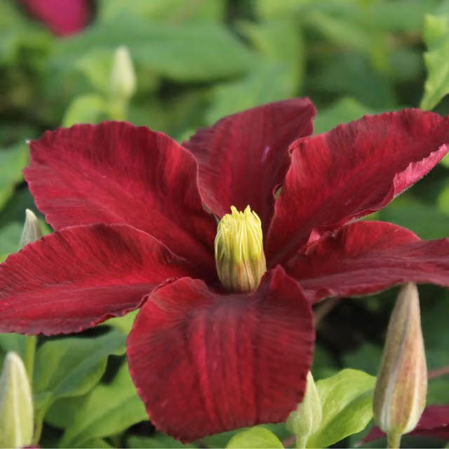 Plants By Post Clematis Niobe Outdoor Climbing Plant with Red and Yellow Flowers