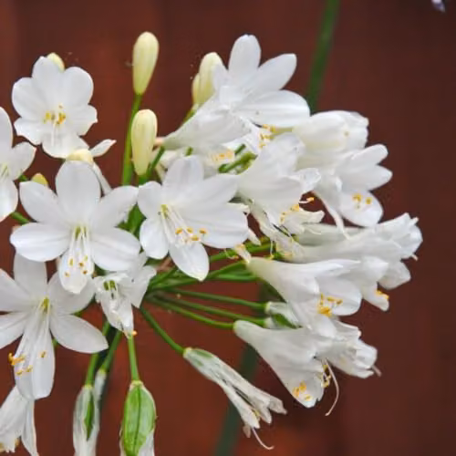 Thompson and Morgan Agapanthus Ever White Perennial, 2.5 Litre – 2