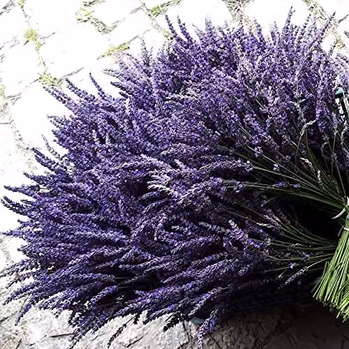 Thompson & Morgan Lavender Lavandula Purple Flowering Hardy Shrub, 6 x 9cm Potted Plants – 2