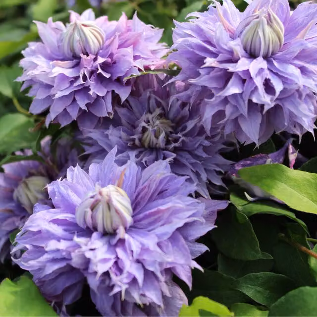 Plants By Post Clematis Diamantina Evipo039 Purple Climber