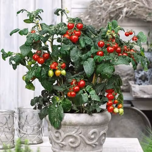 Thompson & Morgan Heartbreaker Vita F1 Red Tomato Seeds for Patio, Pot and Greenhouse Growing – 2