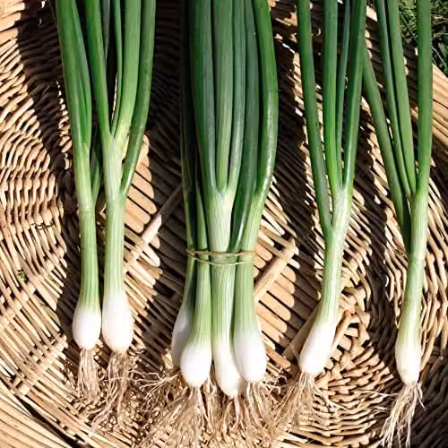 Thompson and Morgan Organic White Lisbon Spring Onion Seeds, Approx. 350 Seeds – 1