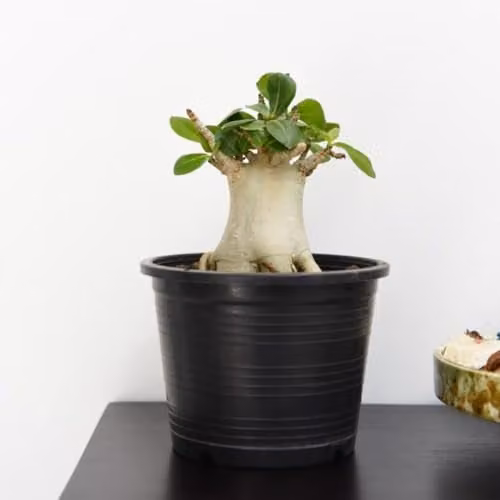Thompson and Morgan Adenium Ansu Baobab Rare Miniature Baobab Tree-Like Succulent Tender Perennial Indoor Plant, Green, 1x 12cm Pot – 1