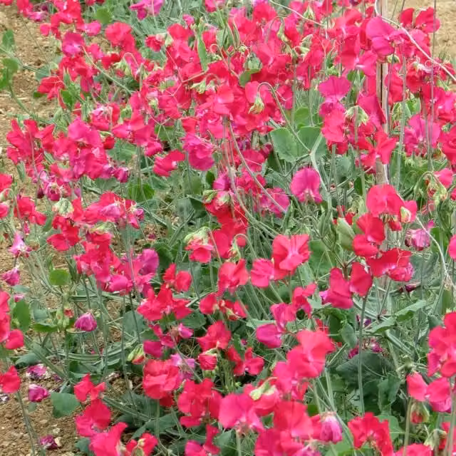 Unwins Rhineland Sweet Pea Seeds, Rose-Crimson Red, Semi-dwarf Spencer Type