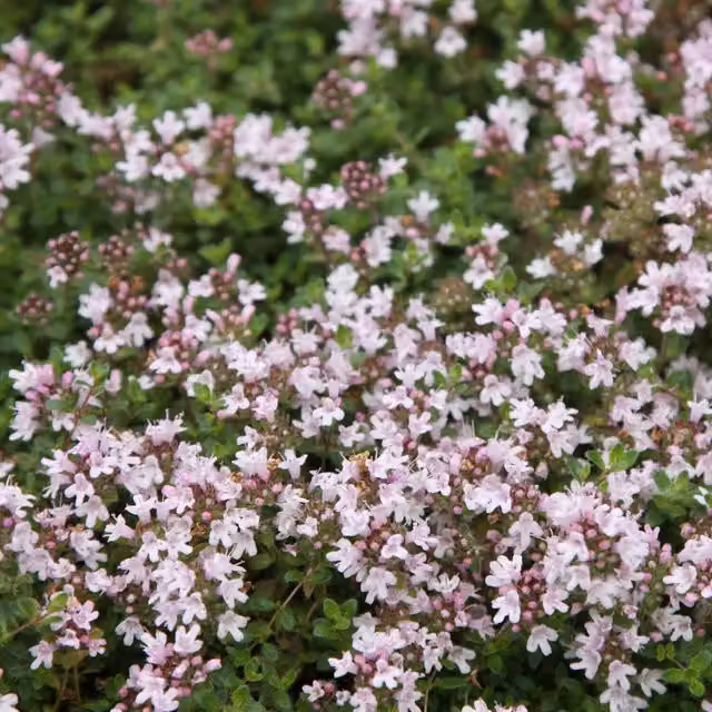 Set of 3 Pink Chintz Thymus Serpyllum Bedding Plants in 9cm Pots