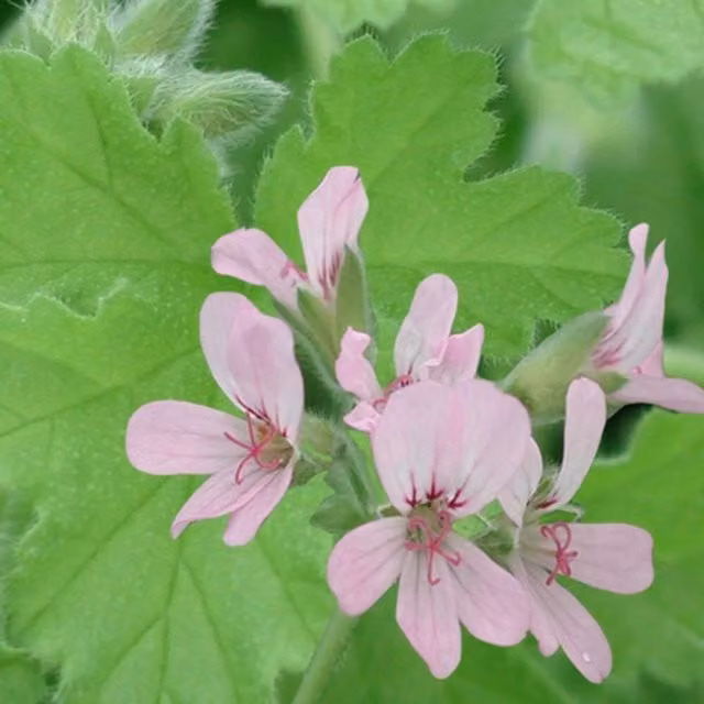 Plant Theory Set of 3 Pink Attar of Roses Pelargonium Bedding Plants in 9cm Pots