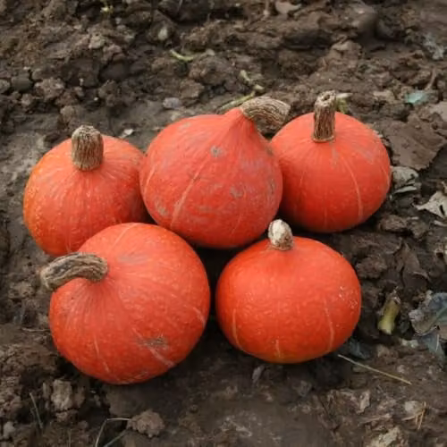 Thompson & Morgan Kabocha Sun Spot Squash Seeds, Orange, 4 Seeds per Packet