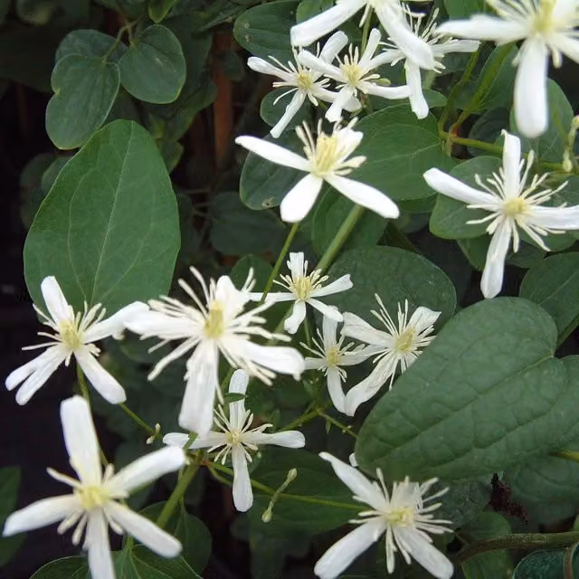 Plants By Post White Clematis Terniflora Perennial Outdoor Climbing Plant