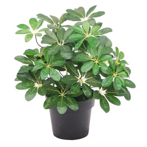 Botanik Green Artificial Umbrella Plant, Height: 55 cm, Width: 30 cm, Depth: 30 cm – 1