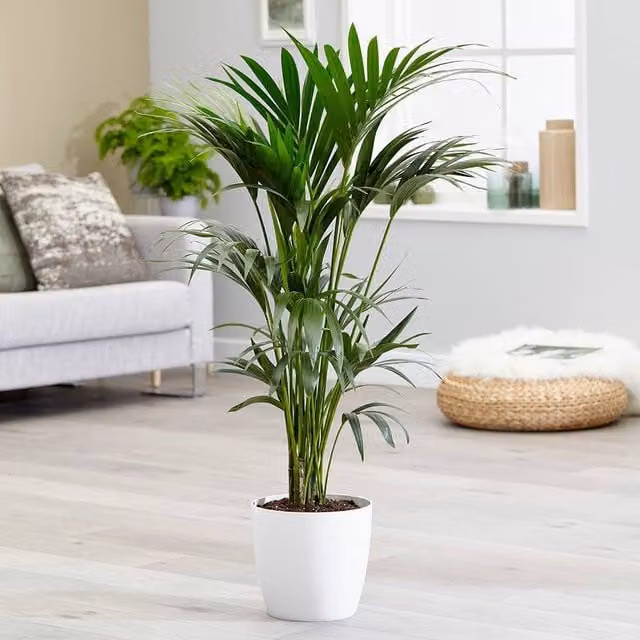 Primrose Howea Forsteriana Kentia Palm Green Indoor House Plant, Height: 80 cm, Pot Size: 17 cm