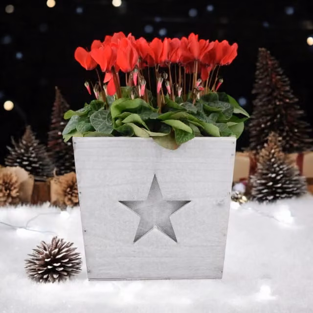 Plants by Post Red and White Flowering Cyclamen in a Rustic Wooden Square Pot