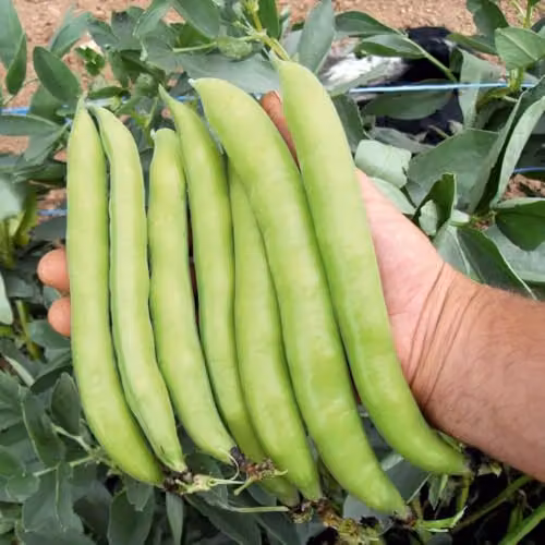 Thompson & Morgan Broad Bean Luz de Otono Seeds, 30 Seeds per Packet