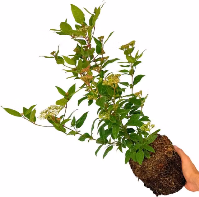 Plants By Post Viburnum Tinus Gwenllian Green and White Ornamental Potted Shrub 3L