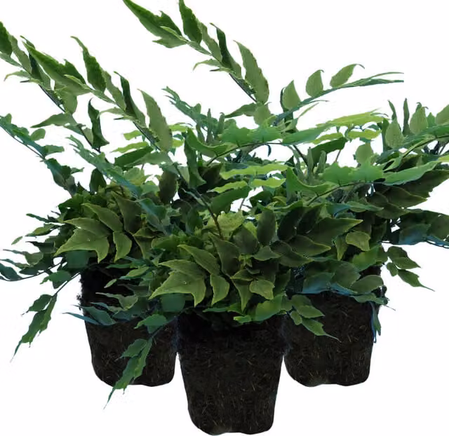 Plants By Post Pack of 3 Holly Fern Cyrtomium falcatum, Deep Glossy Green, 1L