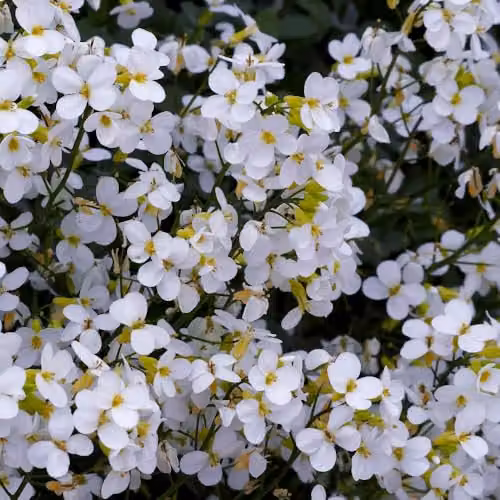 Thompson & Morgan Arabis Caucasica Snowcap White Flowering Hardy Perennial Ground Cover Plant, 2 x 9cm Pots