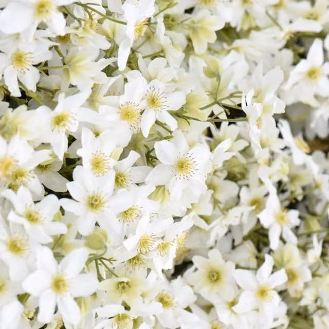 Direct Plants Clematis Avalanche Blaaval White Climbing Plant in a 2-3 Litre Pot