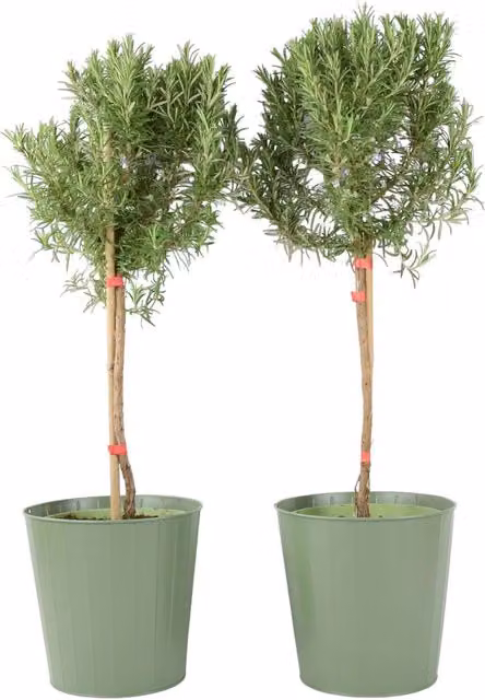 Plants By Post Pair of Green Rosemary Trees in 3L Pots