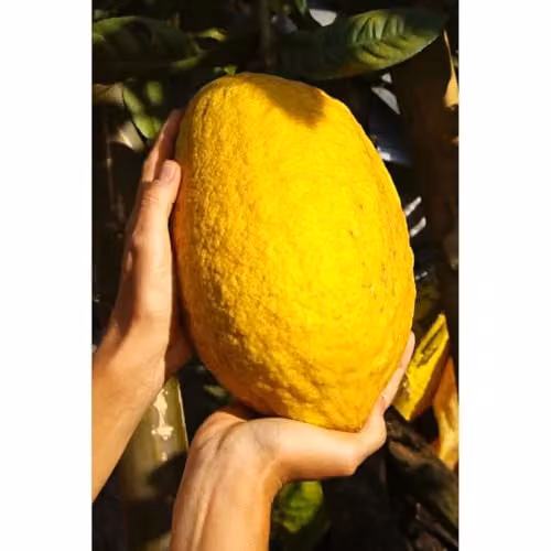 Thompson & Morgan Citrus Medica Cedro Ornamental Citrus Fruit Tree with Aromatic Fruits and Fragrant Flowers, Pack of 2, 16cm Pot