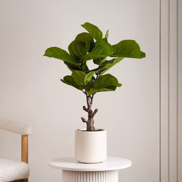 Scottish Everlastings Ltd Real Touch Fiddleleaf Fig Tree in a Chunky White Pot, Green, Height: 75 cm