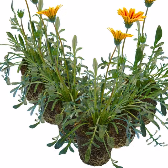 Gazania Kiss Orange Flame Bedding Plant, Pack of 6