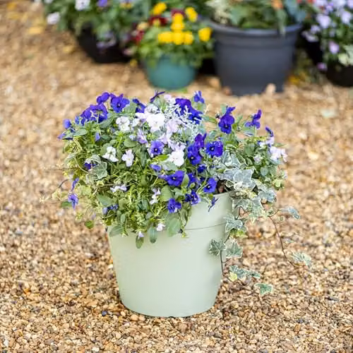Garden Gear Lucena Matte Finish Planter Pot in Laurel Green – 2