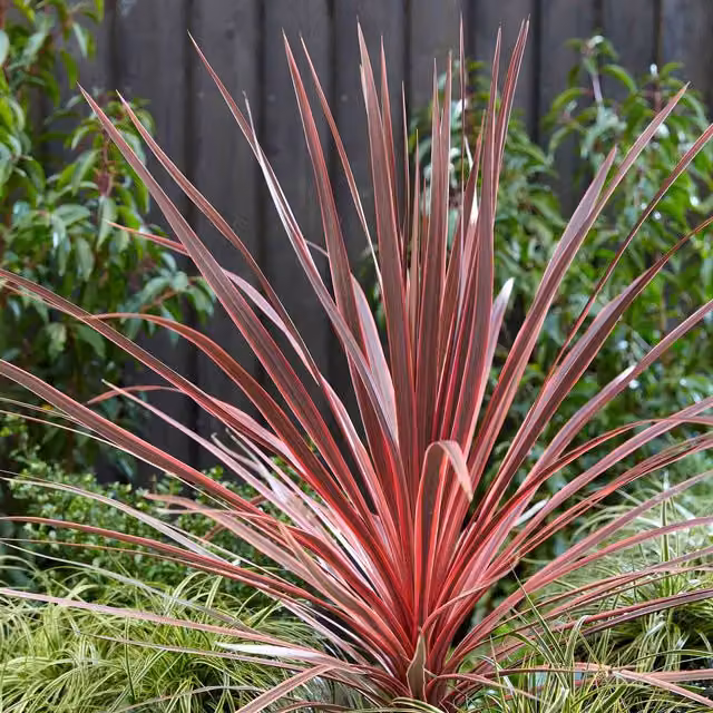 Marshalls Garden Cordyline Charlie Boy Ornamental Pink and White Shrub, 3 x 9cm Plants