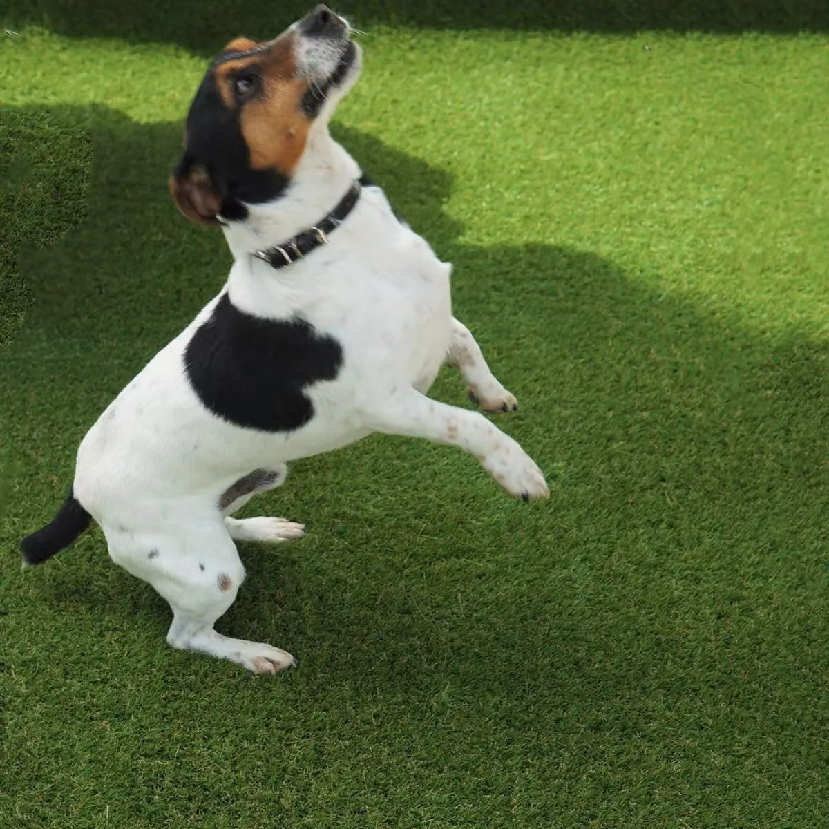 Artificial Grass GB Aurelie 30mm Artificial Grass in Green, W: 200 cm, D: 100 cm – 3
