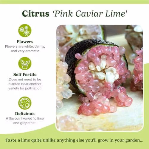YouGarden Pink Caviar Lime Citrus Fruit Tree in 4L Pot – 5