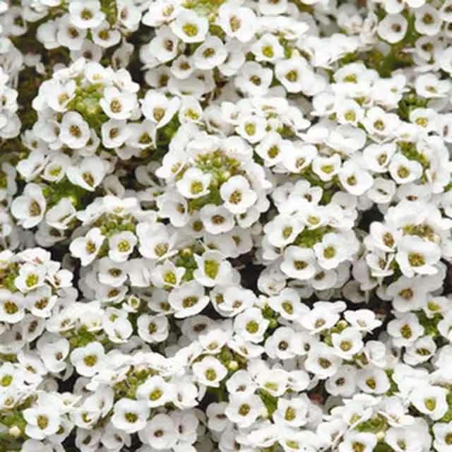 Plants By Post Alyssum Classic White Garden Bedding, 12 Plants
