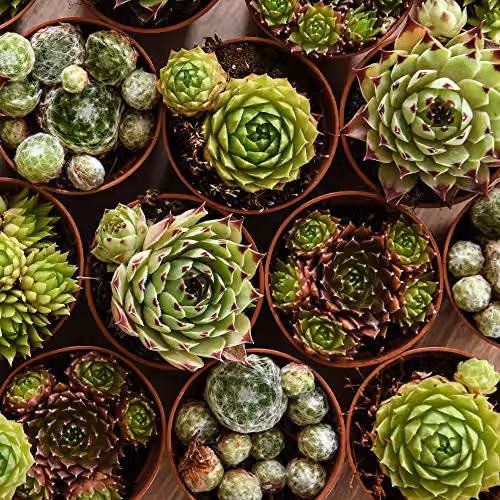 Thompson & Morgan Mixed Sempervivum Indoor Succulent Plants in Green Plastic Pots, 10 x 5.5 cm – 4