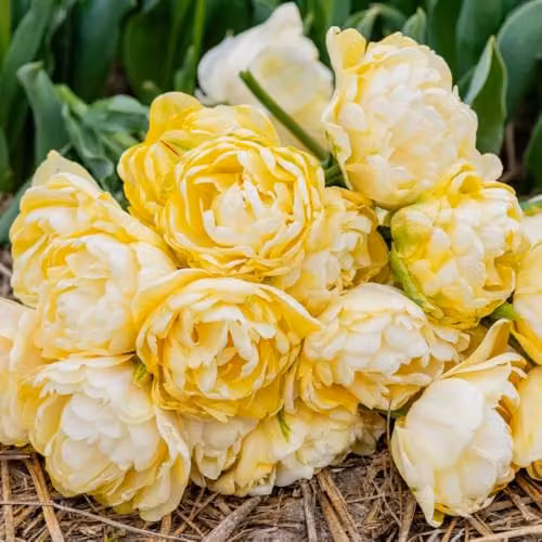 Thompson & Morgan Tulip Wedding Dream Double Ivory White and Yellow Peony-Style Bulbs, 16 Bulbs