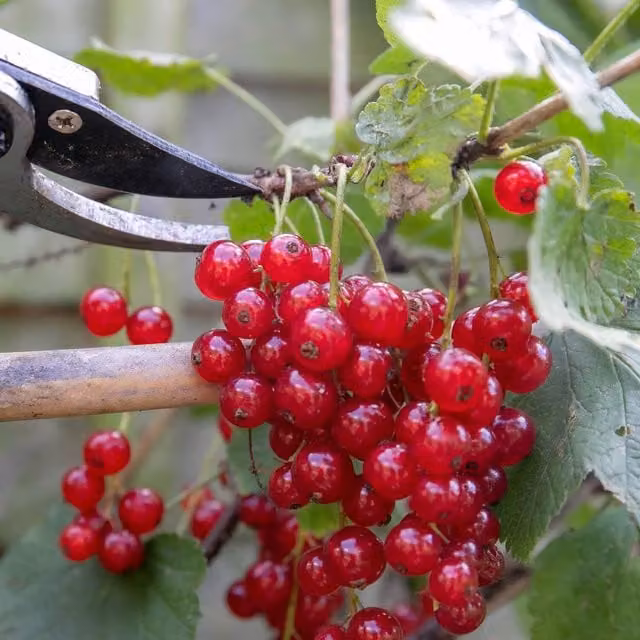 Marshalls Rovada Redcurrant Bare Root Berry Fruit Plant, Red