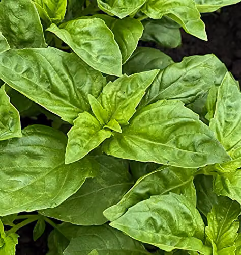 Thompson and Morgan Basil Devotion Herb Seeds – 2