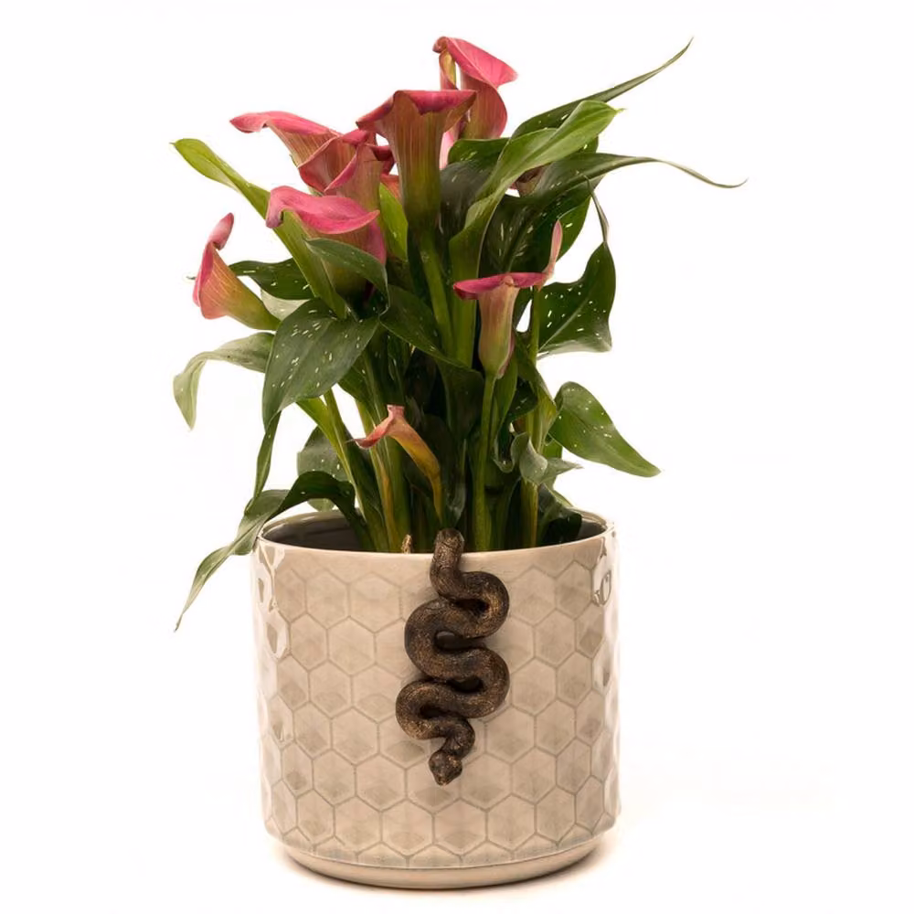 Jardinopia Antique Bronze Boa Constrictor Hanging Plant Pot Buddy – 5