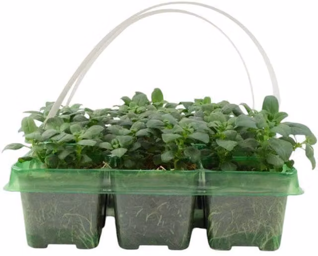 Plants By Post Yellow Antirrhinum Bedding Plants, 12 Pack