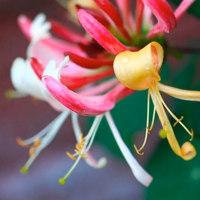 Plant Theory Lonicera Periclymenum Belgica Purple Flowering Climbing Plant, Green