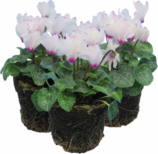 Plants by Post White Cyclamen Perennial Ornamental Plants, Pack of 3