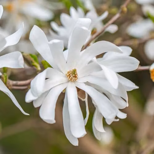 YouGarden White Magnolia Stellata Star Magnolia Standard Ornamental Tree, Height: 70 cm – 4