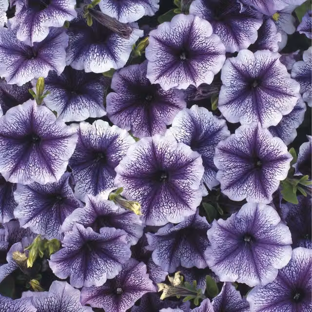 Plants By Post Petunia Surfinia Blue Vein Trailing Summer Bedding Plants, Pack of 3, 9cm Pots, Purple
