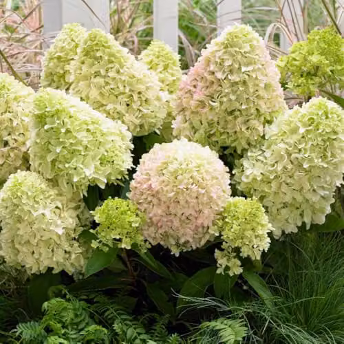 Thompson & Morgan Hydrangea Little Fresco Compact Hardy Ornamental Shrub, White and Multicolour, 9cm Pot – 2