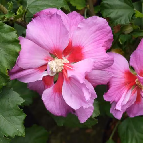 Thompson and Morgan Hibiscus Walberton’s Rose Moon, Pink Hardy Deciduous Rose Mallow Shrub, 3.6 l Pots