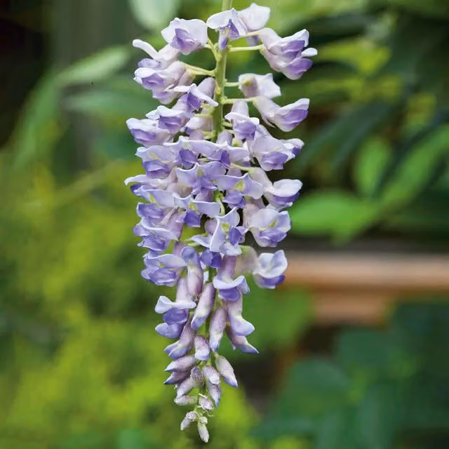 Marshalls Garden Wisteria Climber with Purple Spring Blooms