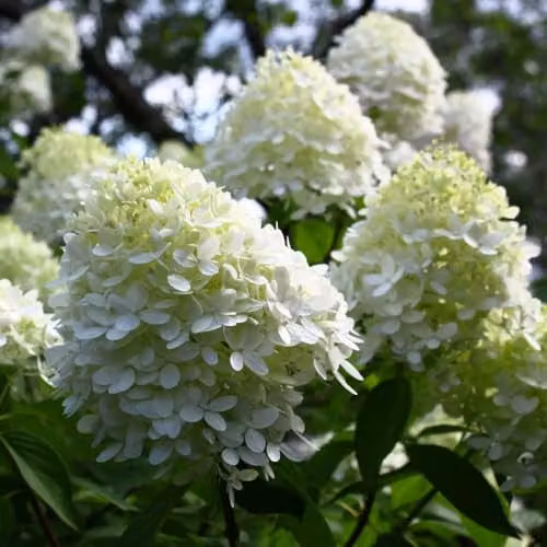 Thompson & Morgan Hydrangea paniculata Limelight Ornamental Shrub, 3 x 9cm Potted Plants, White and Green