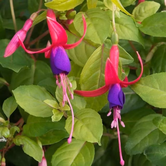 Set of 3 Plant Theory Fuchsia Bedding Plants in 9cm Pots, Purple and Multi-coloured