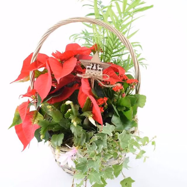 Plants By Post Large Christmas Indoor Poinsettia Festive Mix in a Red and Green Rattan Basket