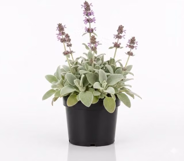 Plants by Post Stachys Byzantina Lambs Ear Perennial Ground Cover Plant, 1L Pot, Silvery Grey