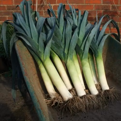 Thompson & Morgan Lancaster F1 Leek Vegetable Seeds